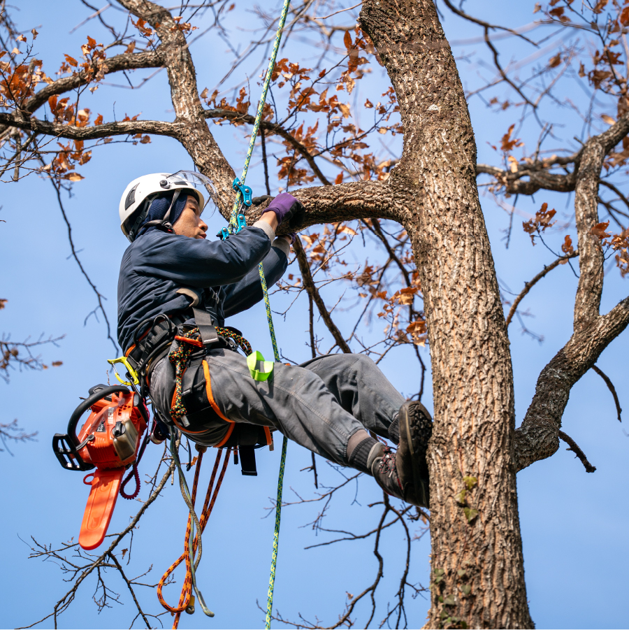 ロープで木に登っている写真