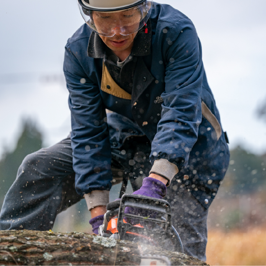 チェーンソーで大木を切っている写真
