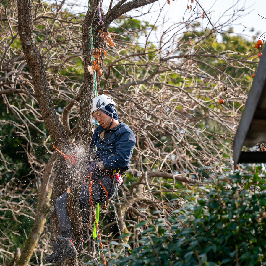 ロープで木に登り伐採している写真